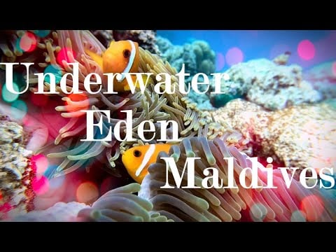 Spectacular Diving Maldives Baa Atoll Dec 2018